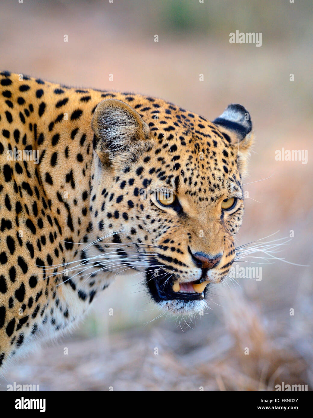 leopard (Panthera pardus), snarling female, Namibia, Etosha National Park Stock Photo