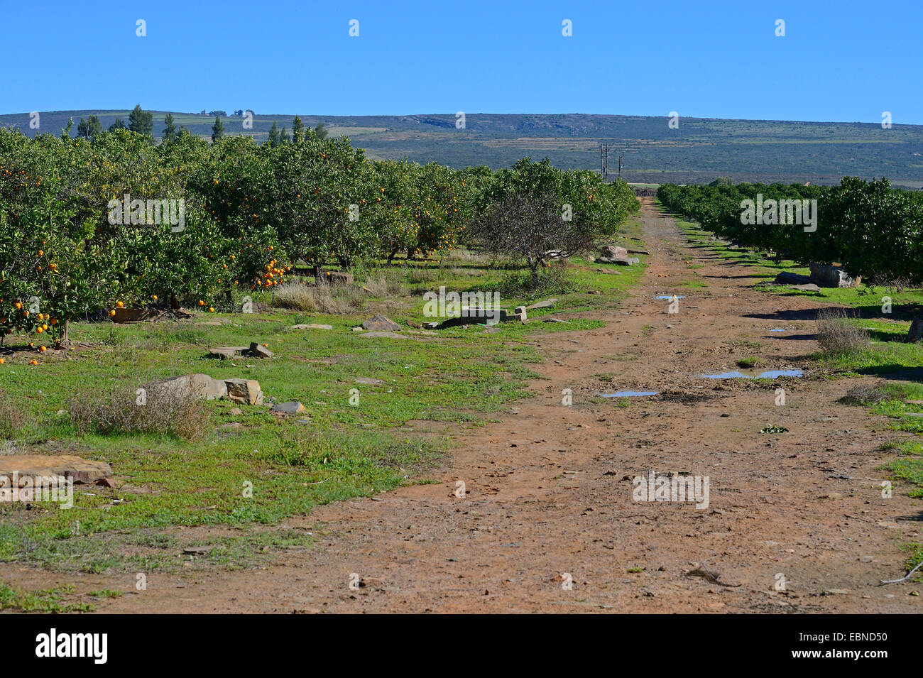 Orange tree (Citrus sinensis), path through orange tree plantation, South Africa, Western Cape, Clanwilliam Stock Photo