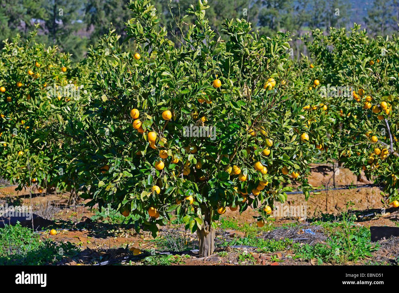 Orange tree (Citrus sinensis), orange tree plantation with ripe oranges