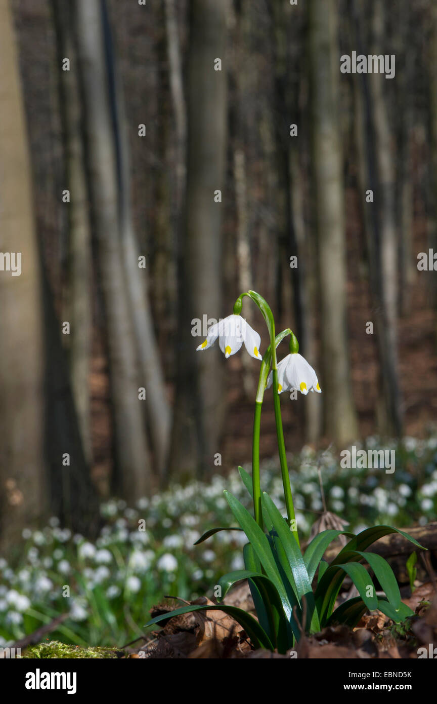 spring snowflake (Leucojum vernum), wild plants blooming, Germany Stock Photo