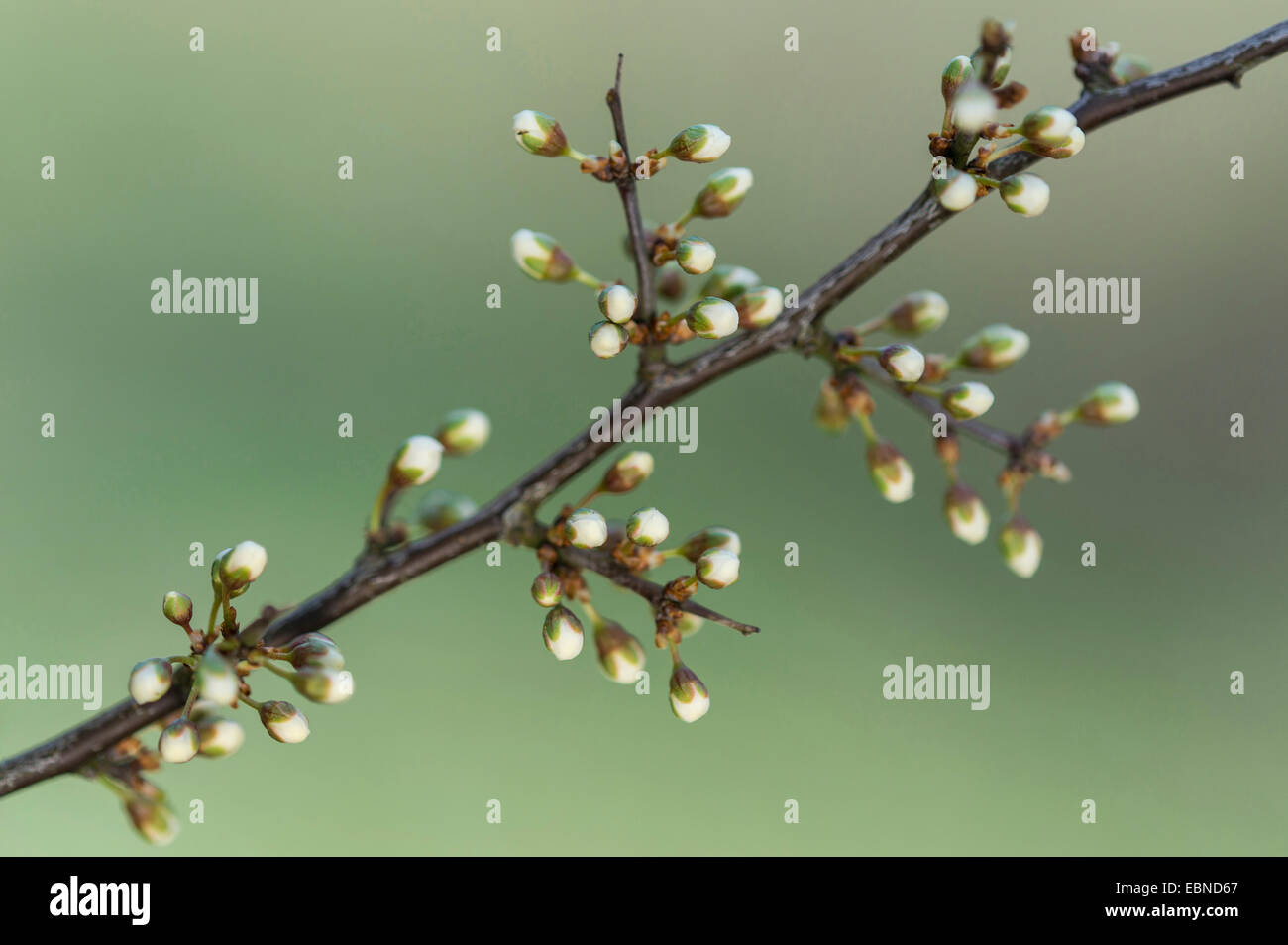 blackthorn, sloe (Prunus spinosa), branch with buds, Germany Stock Photo
