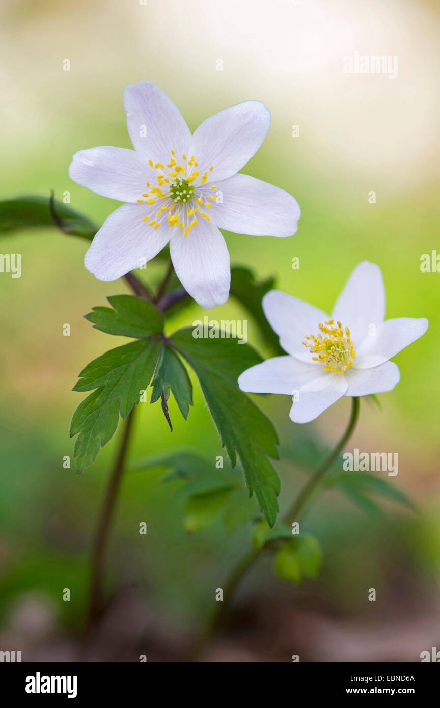 wood anemone (Anemone nemorosa), blooming, Germany Stock Photo Alamy