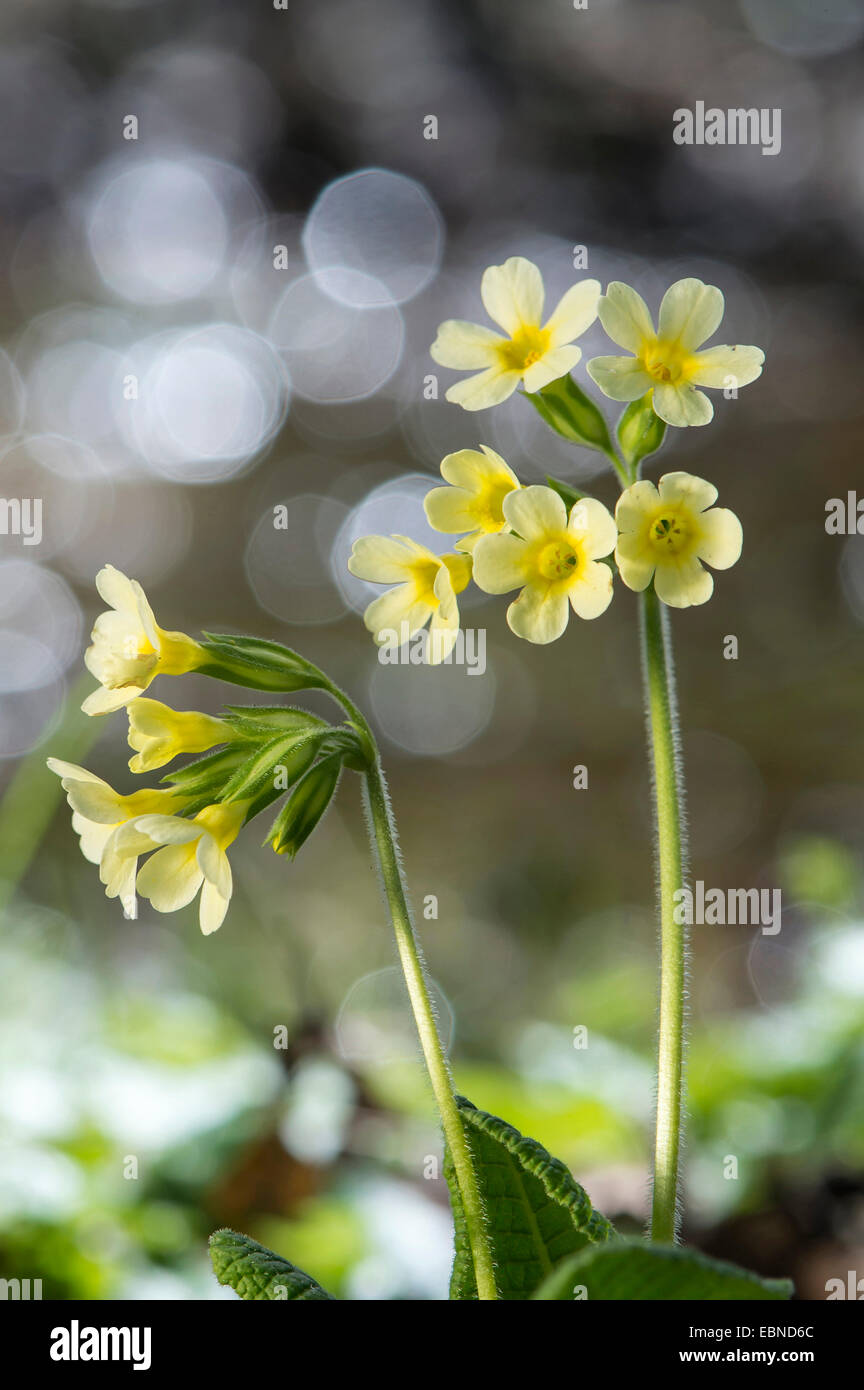 True oxlip (Primula elatior), blooming, Germany Stock Photo