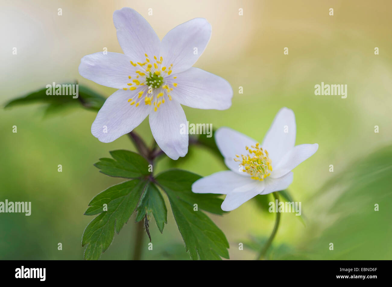 wood anemone (Anemone nemorosa), blooming, Germany Stock Photo Alamy