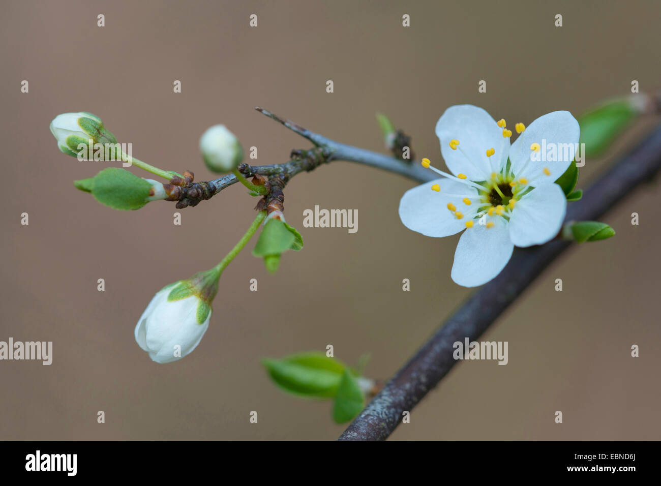 blackthorn, sloe (Prunus spinosa), blooming short shoot, Germany Stock Photo