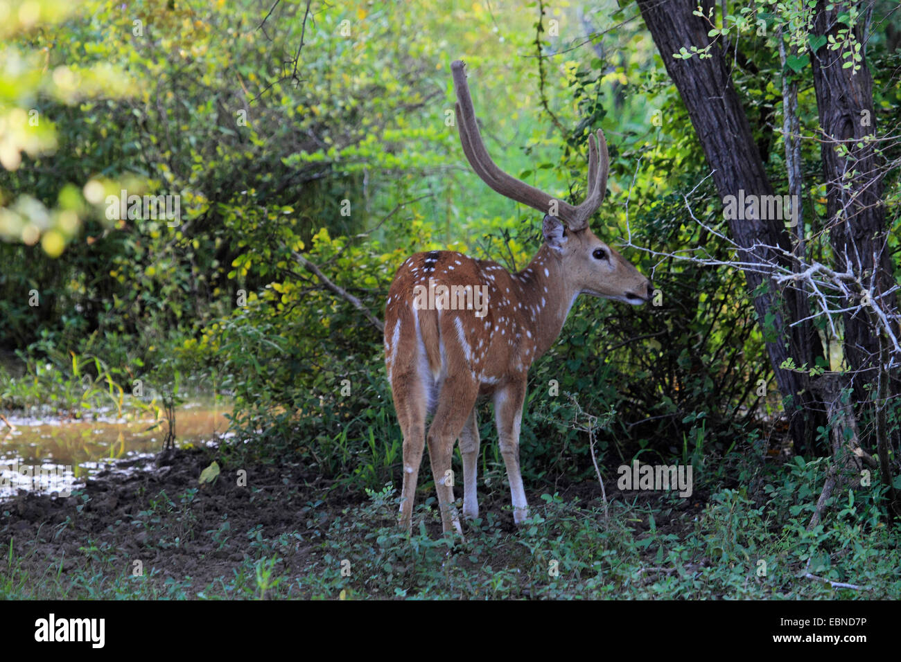 spotted deer, axis deer, chital (Axis axis, Cervus axis), male at