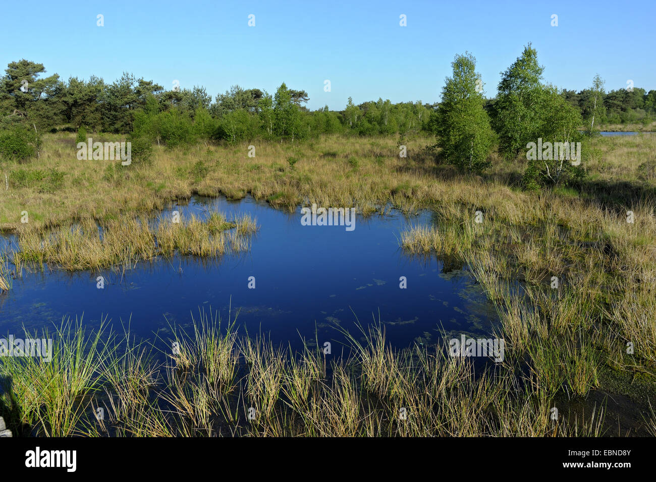 National Park Groote Peel, moorpond with peat moss and rushes, Netherlands, Limburg, Groote Peel Stock Photo