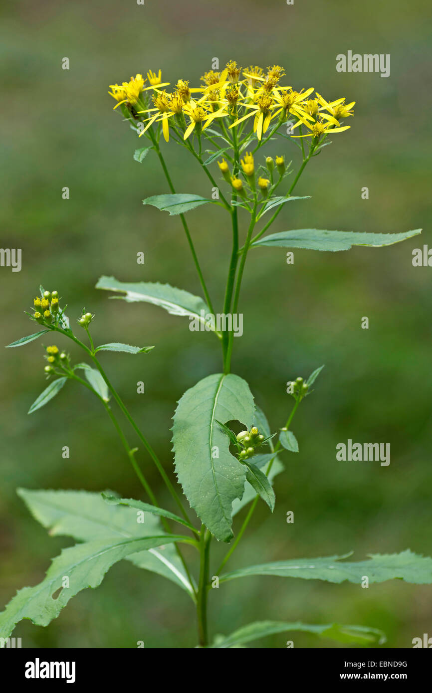 Alpine ragwort (Senecio nemorensis agg.), blooming, Germany, Bavaria, Oberbayern, Upper Bavaria Stock Photo