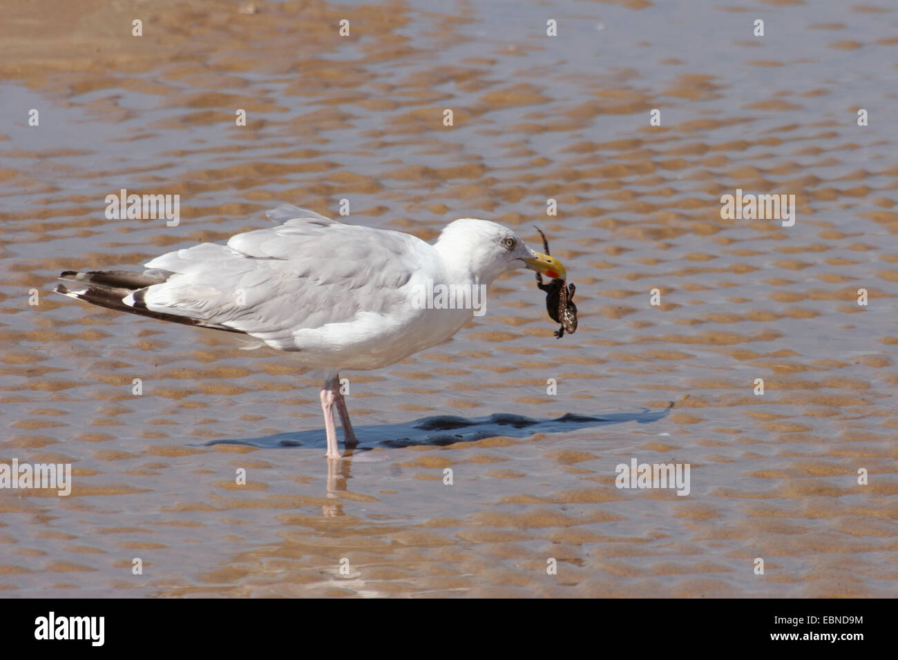 herring gull (Larus argentatus), on the beach with a frog as prey in the beak, Netherlands Stock Photo