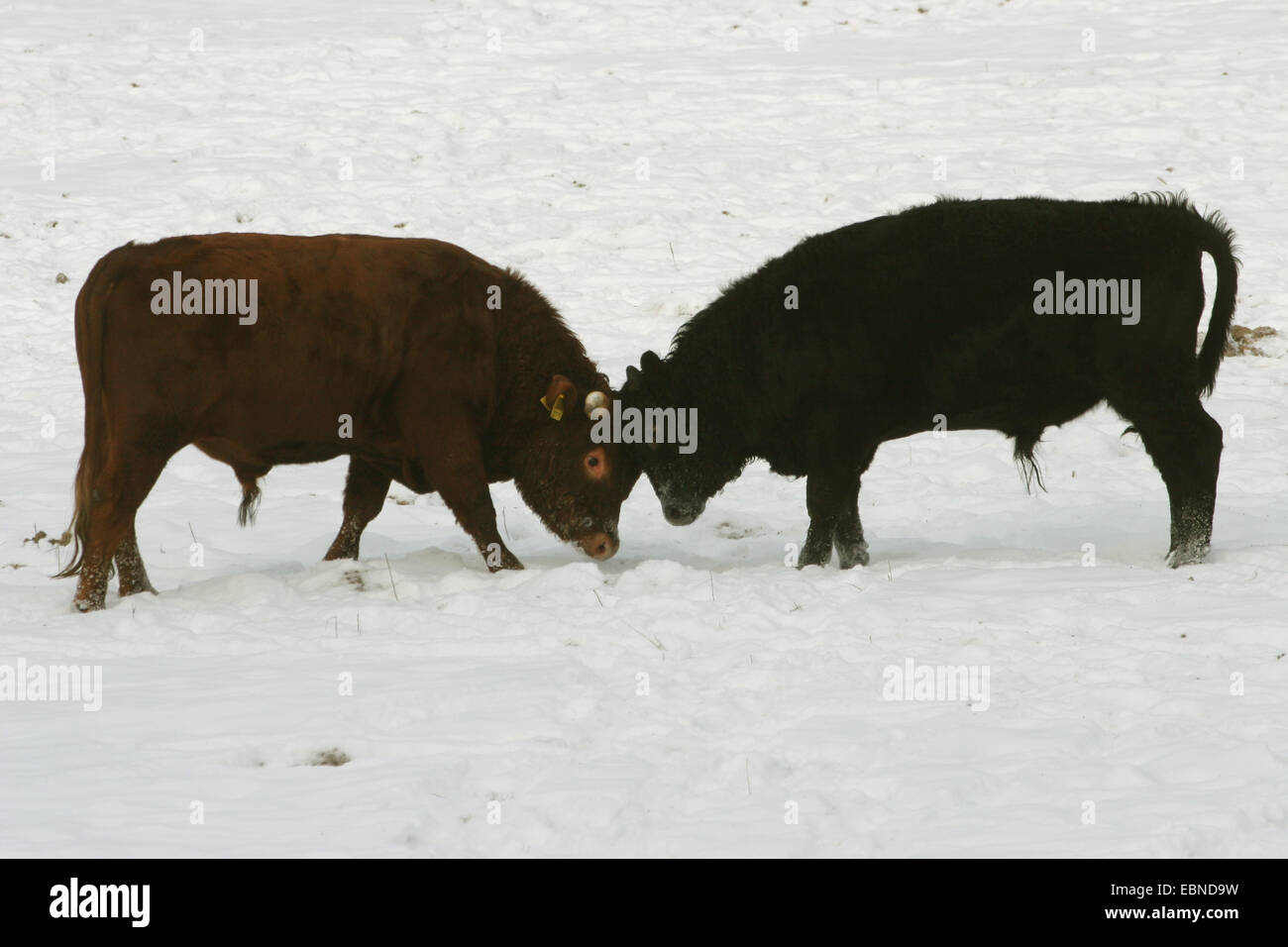 Dexter cattle (Bos primigenius f. taurus), two Dexter cattles fighting on a snowy pasture Stock Photo