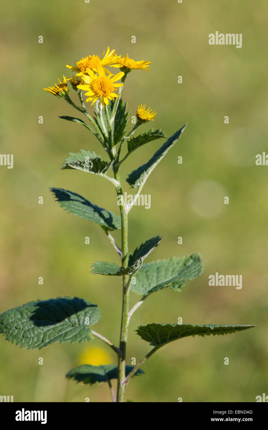 Alpine ragwort senecio alpinus senecio hi-res stock photography and ...