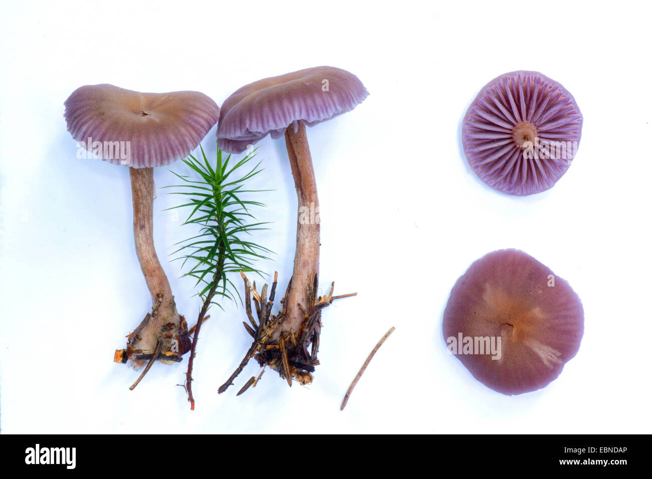 amethyst deceiver (Laccaria amethystea, Laccaria amethystina), two fruiting bodies in front of white background and cap from above and below, Germany, Bavaria Stock Photo
