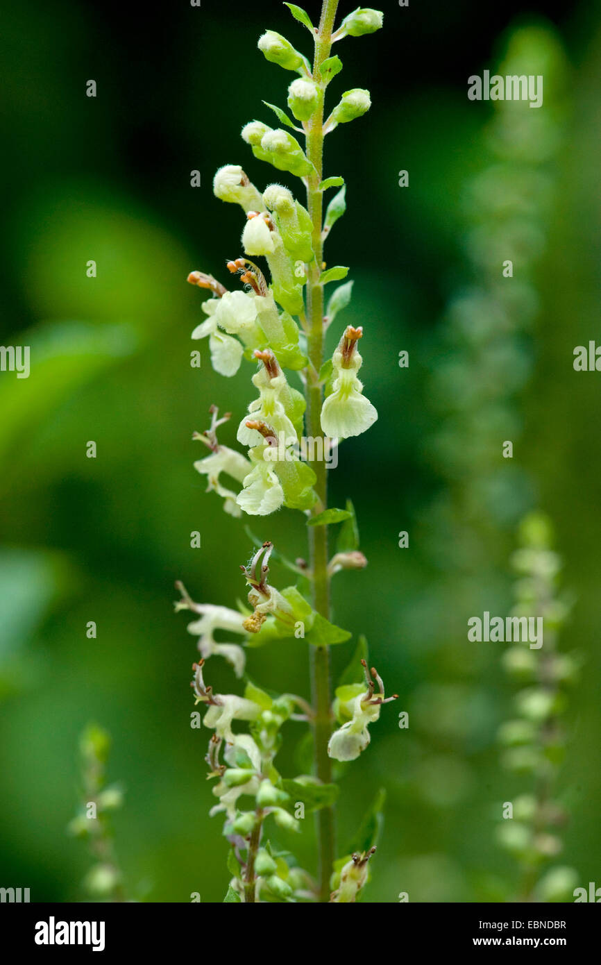 germander sage, wood sage, sageleaved germander (Teucrium scorodonia