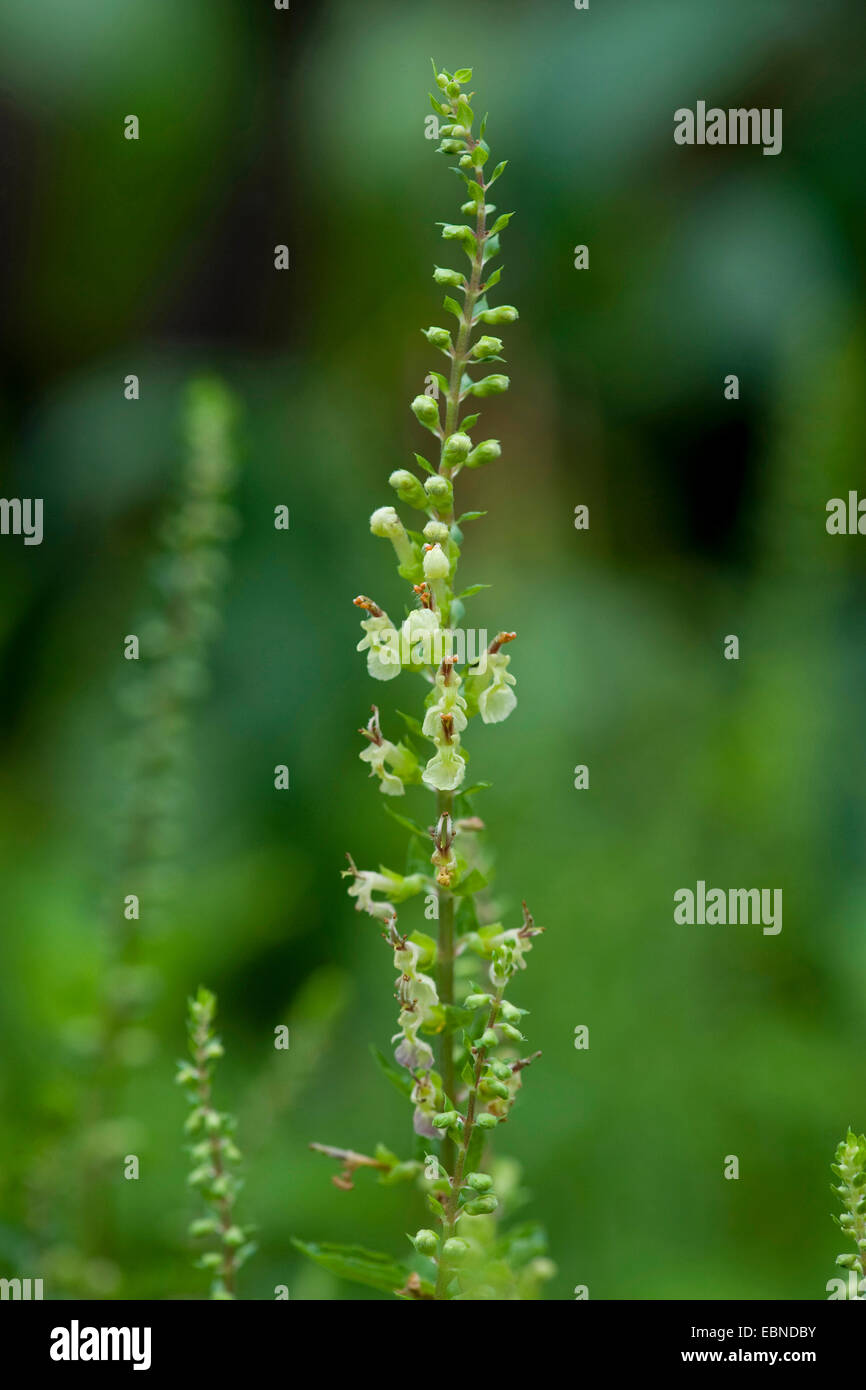 germander sage, wood sage, sageleaved germander (Teucrium scorodonia