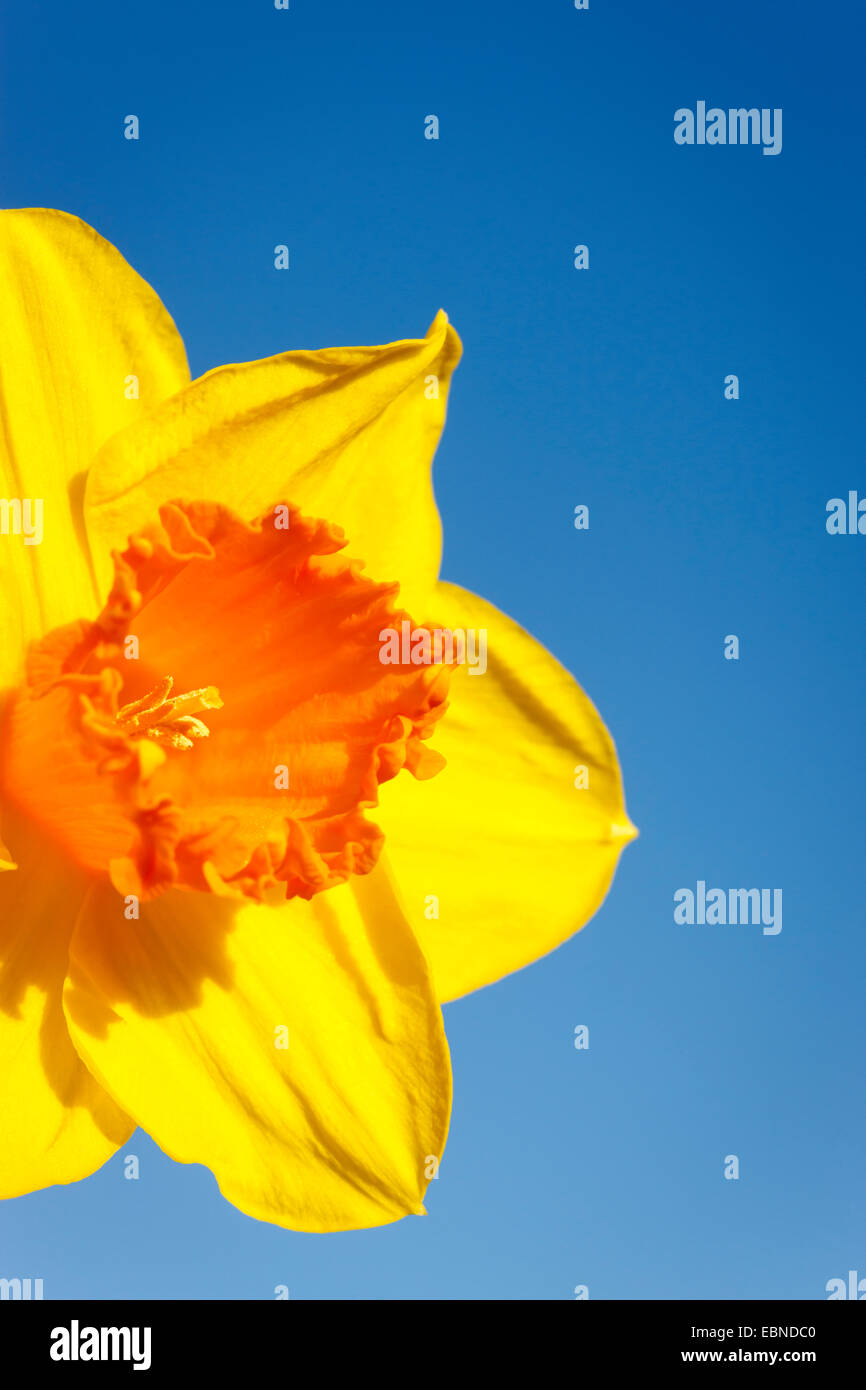 Daffodil against blue sky Stock Photo