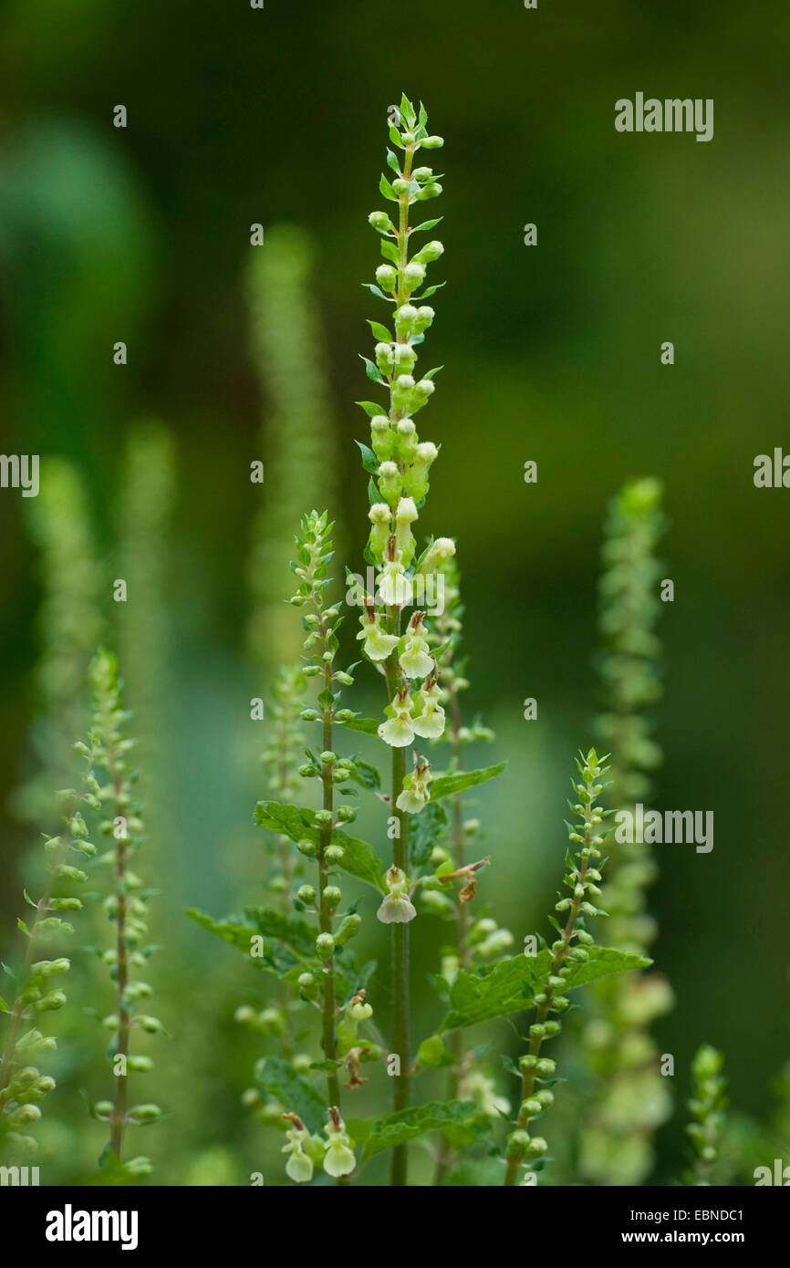 germander sage, wood sage, sageleaved germander (Teucrium scorodonia