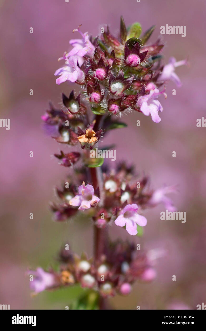 BroadLeaved Thyme, Dot Wells Creeping Thyme, Large Thyme, Lemon Thyme