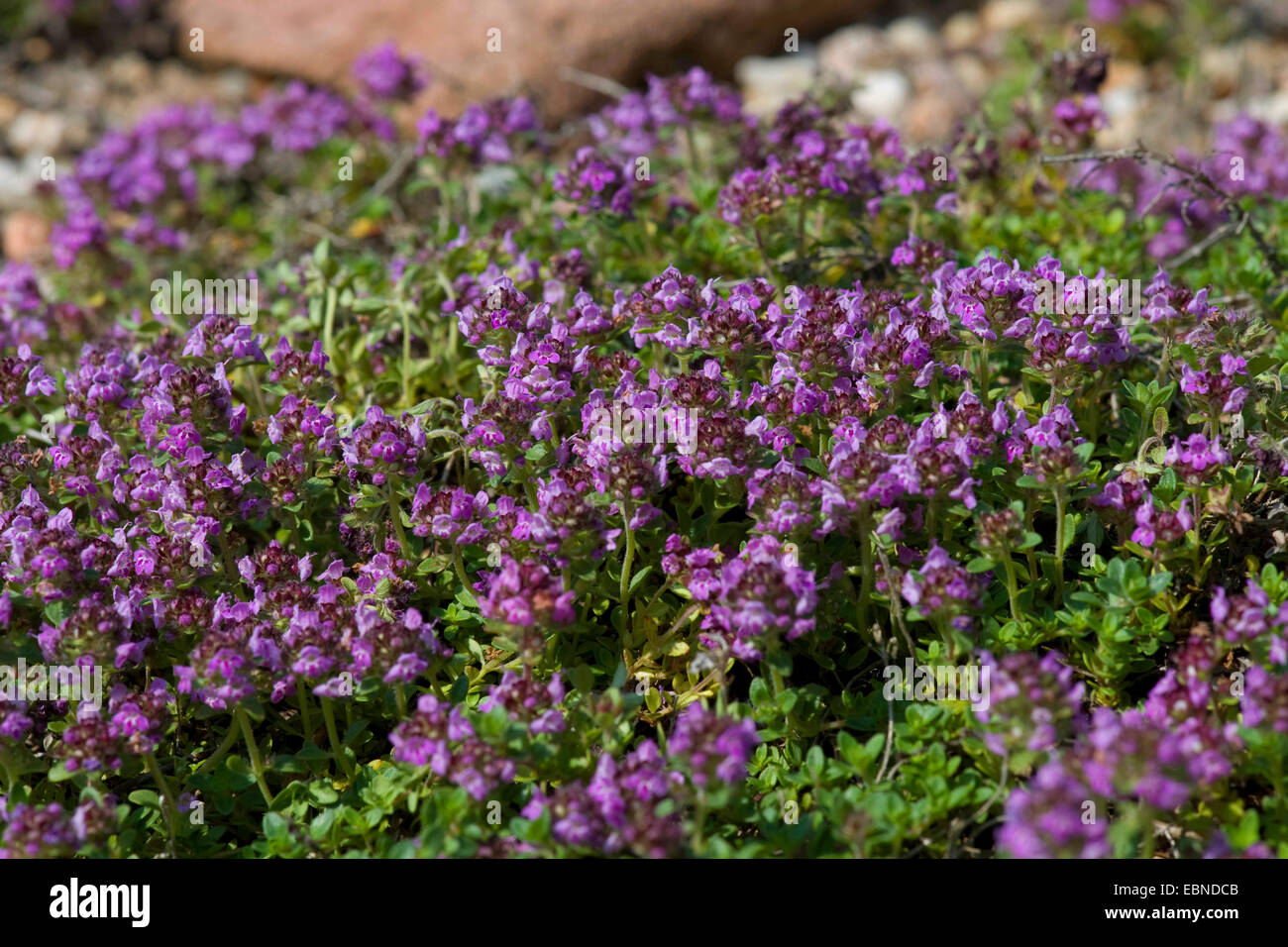 Wild Thyme (Thymus praecox subsp. arcticus), blooming Stock Photo Alamy