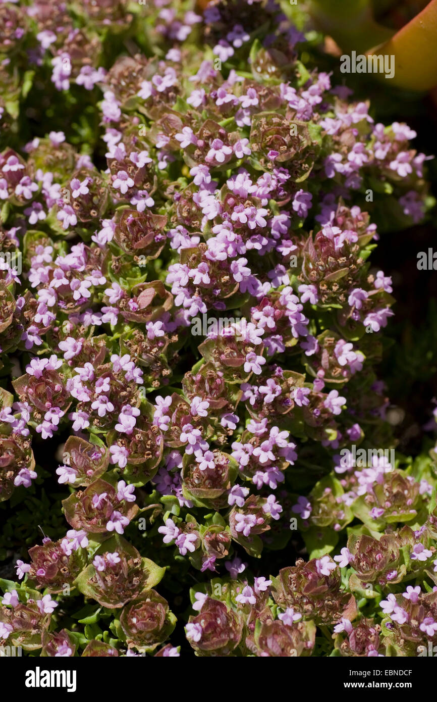 Camphor Thyme Thymus Camphoratus Blooming Portugal Stock Photo Alamy