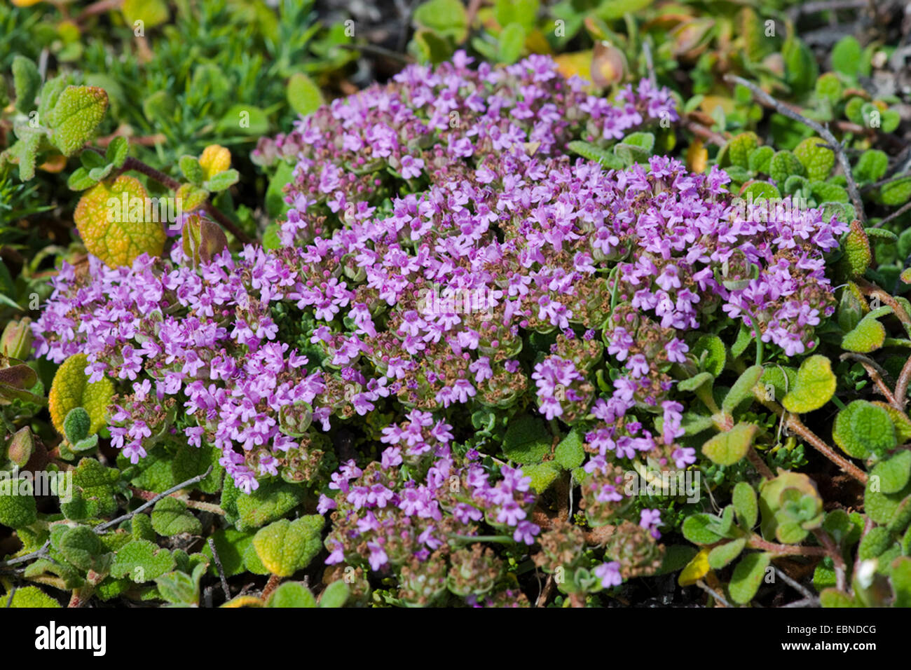 Camphor Thyme (Thymus camphoratus), blooming, Portugal Stock Photo