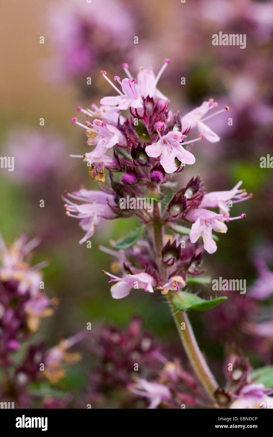 Wild thyme, Breckland thyme, Creeping thyme (Thymus serpyllum