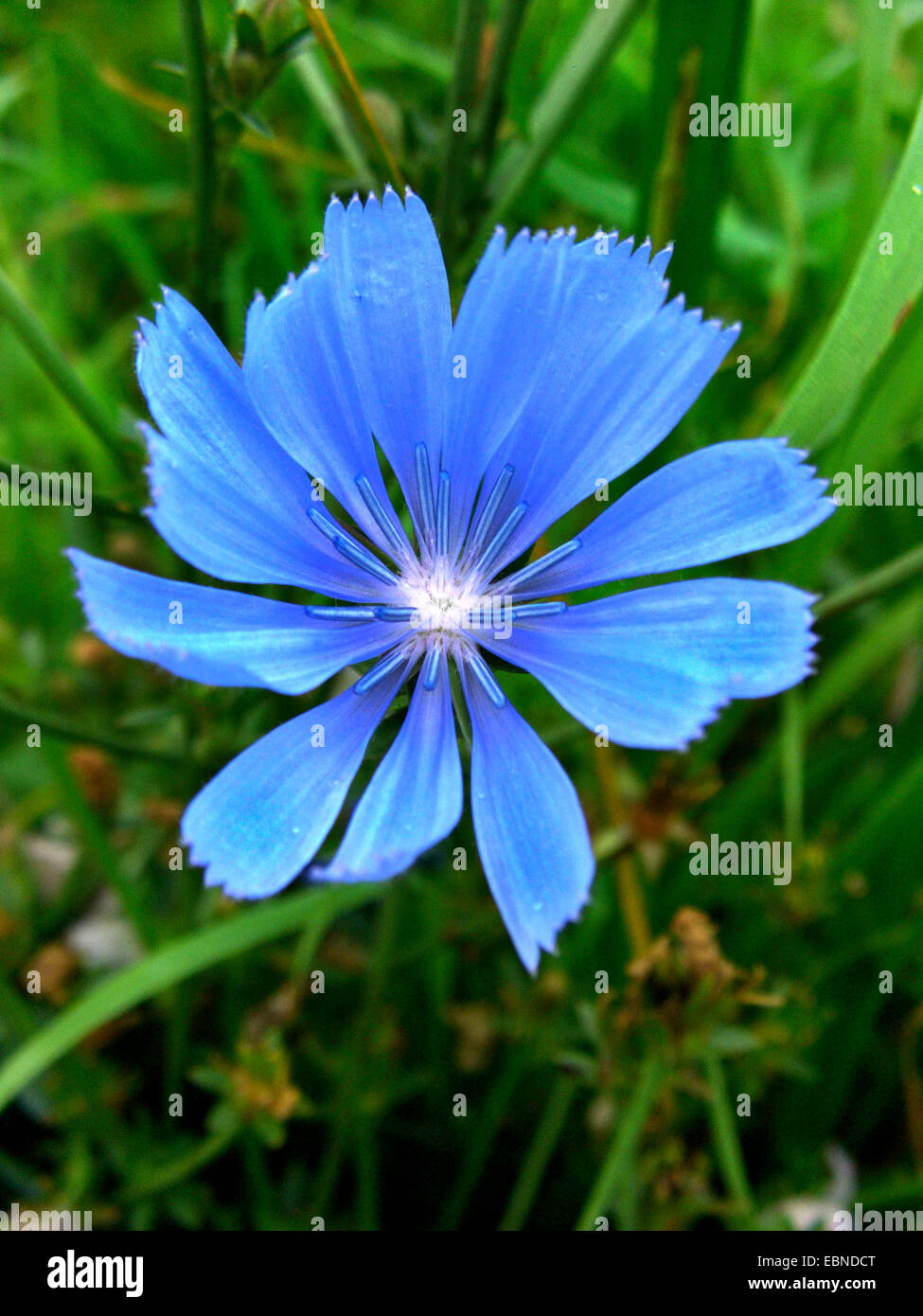 blue sailors, common chicory, wild succory (Cichorium intybus), inflorescence, Germany Stock Photo