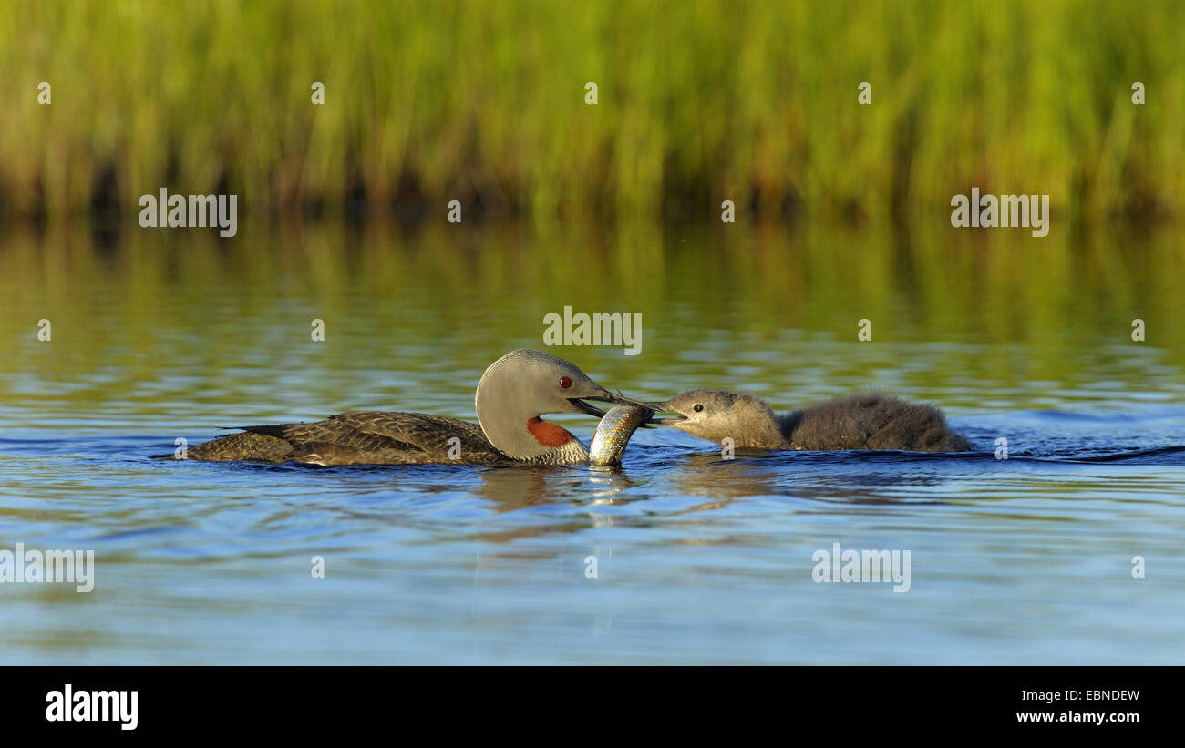 red-throated diver (Gavia stellata), adult bird with fish feeding young bird in the evening light, Finland Stock Photo