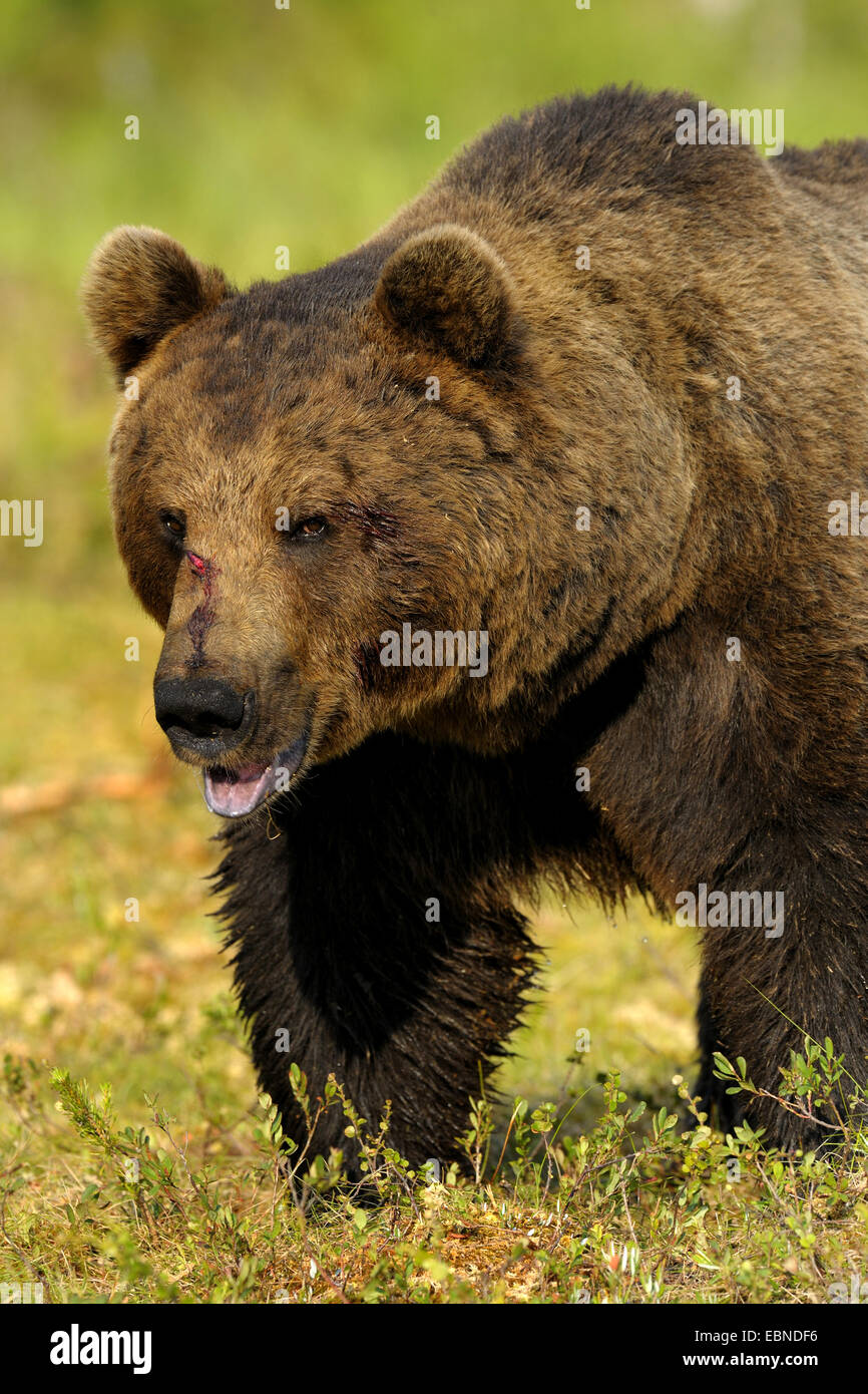 European brown bear (Ursus arctos arctos), adult male, Finland Stock Photo