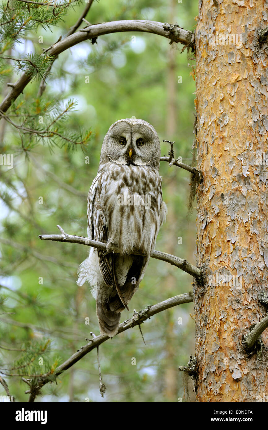 great grey owl (Strix nebulosa), female on its lookout, Finland Stock Photo