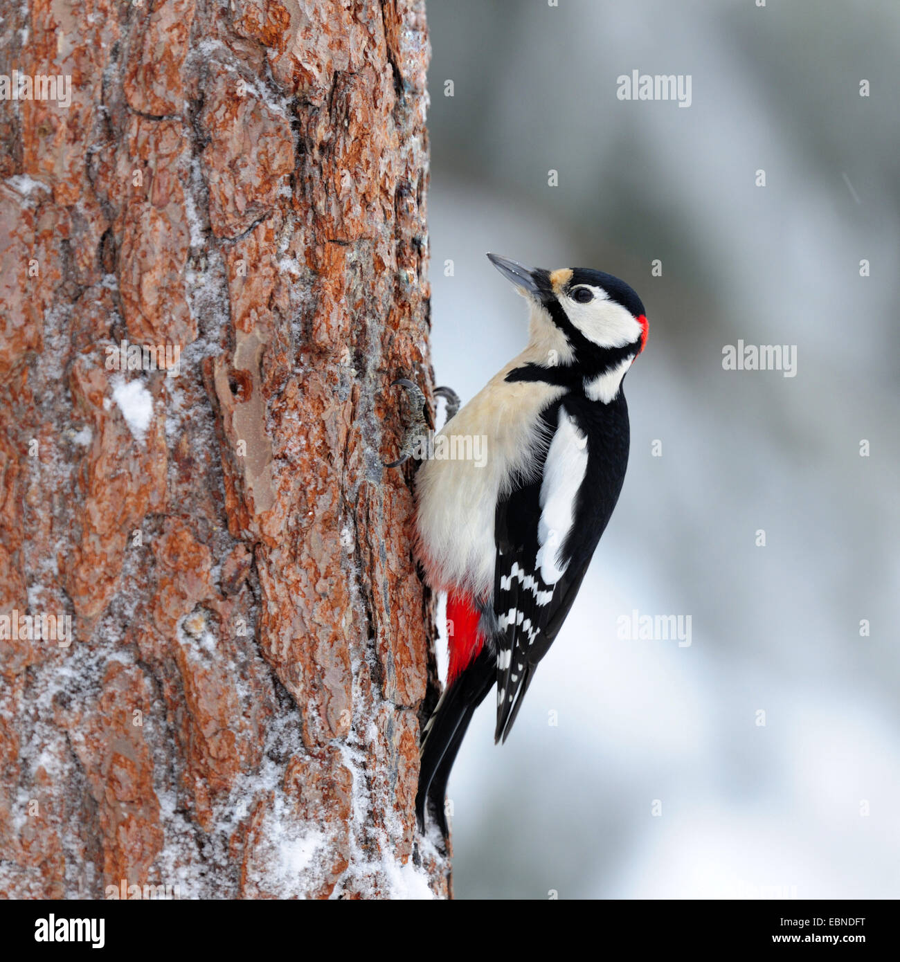 Great spotted woodpecker (Picoides major, Dendrocopos major), sitting at a pine trunk in winter, Finland Stock Photo
