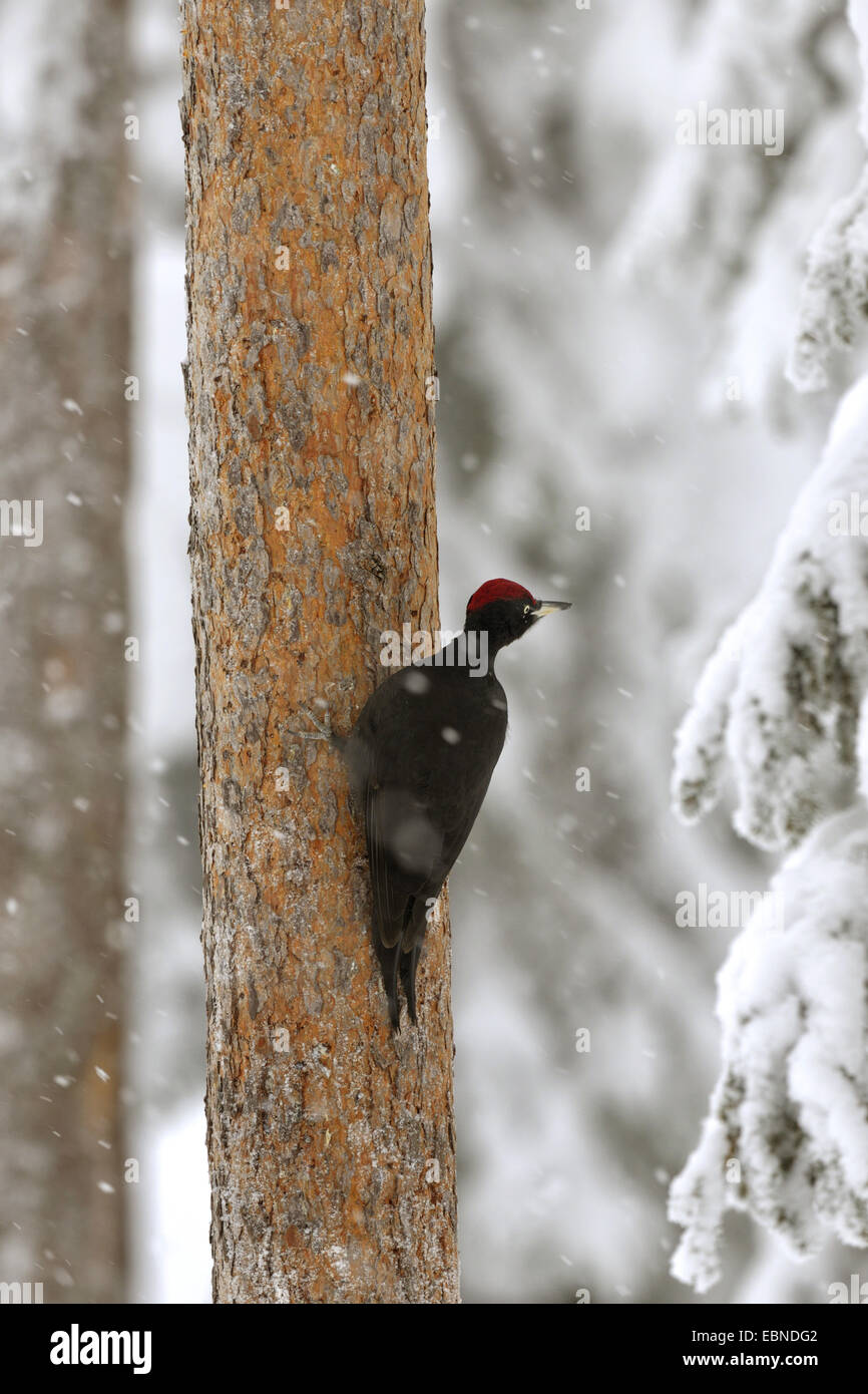 black woodpecker (Dryocopus martius), male sitting during a spit of snow at a pine trunk, Finland Stock Photo