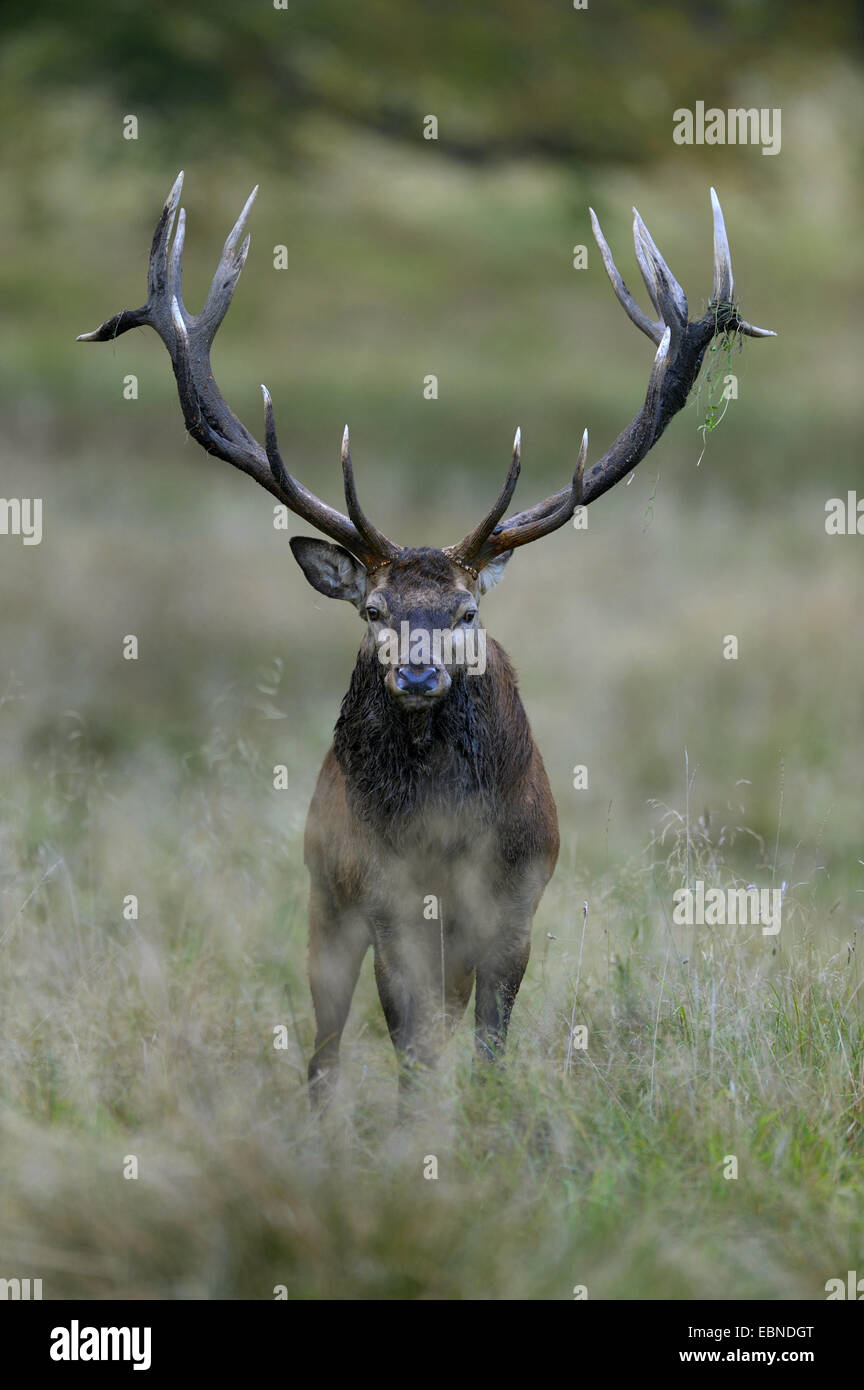 red deer (Cervus elaphus), impressive stag, Denmark Stock Photo