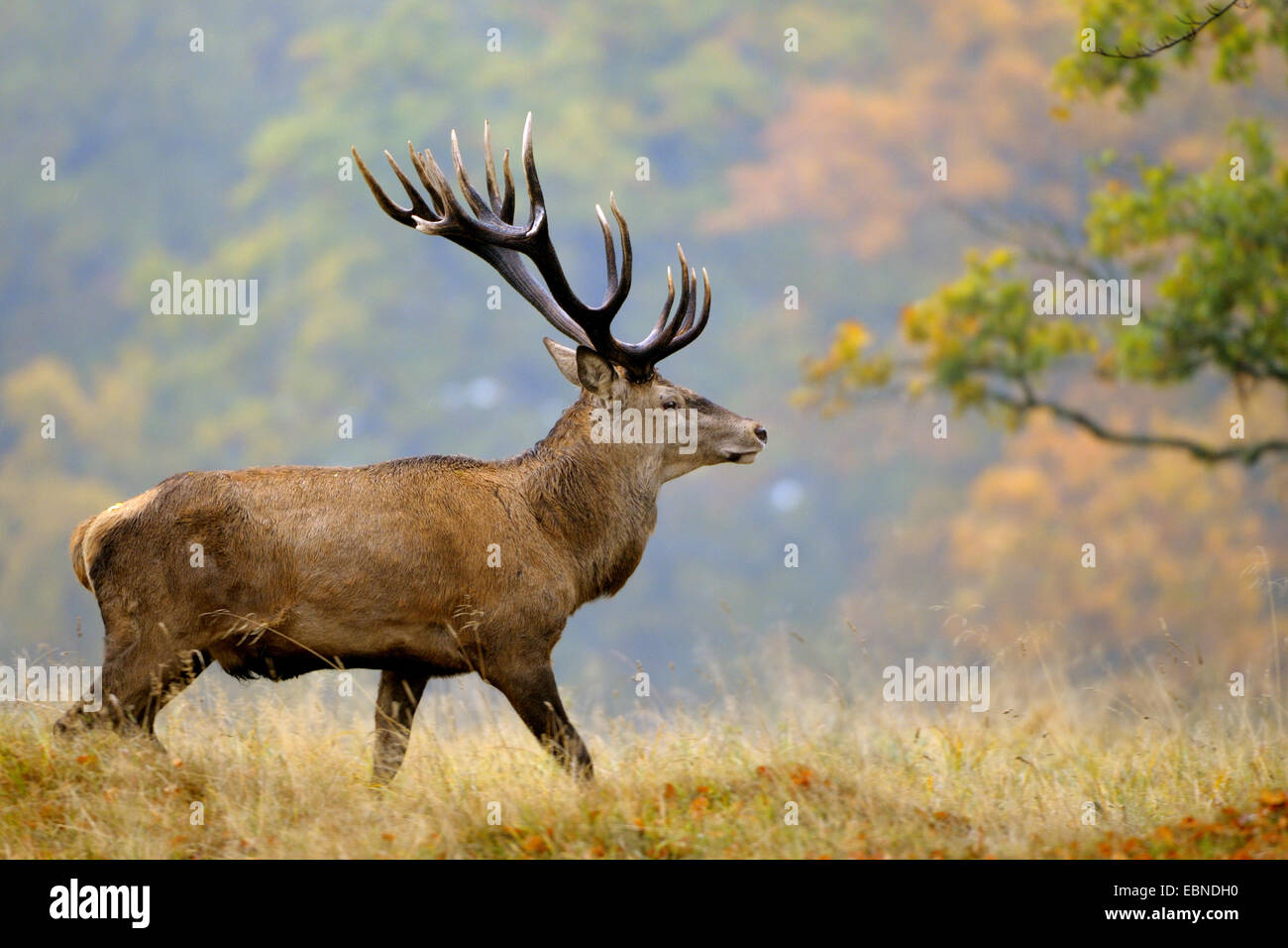 red deer (Cervus elaphus), stag in late autumn at rainy weather, Denmark Stock Photo