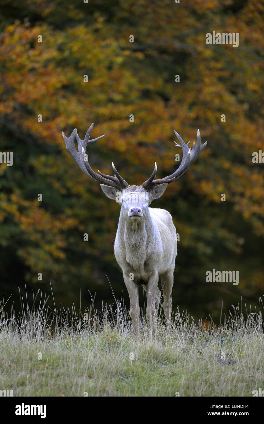 red deer (Cervus elaphus), white morph in late autumn, Denmark Stock Photo