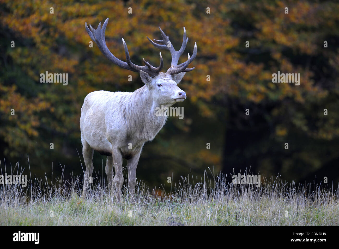 White red deer hi-res stock photography and images - Alamy
