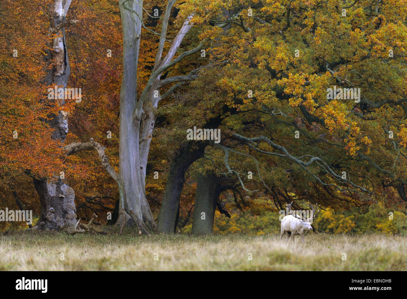 red deer (Cervus elaphus), white morph at forest edge in autumn, Denmark Stock Photo