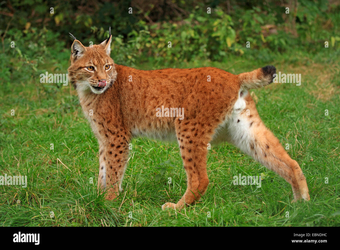 Eurasian lynx (Lynx lynx), male in summer, Germany, Saxony Stock Photo ...