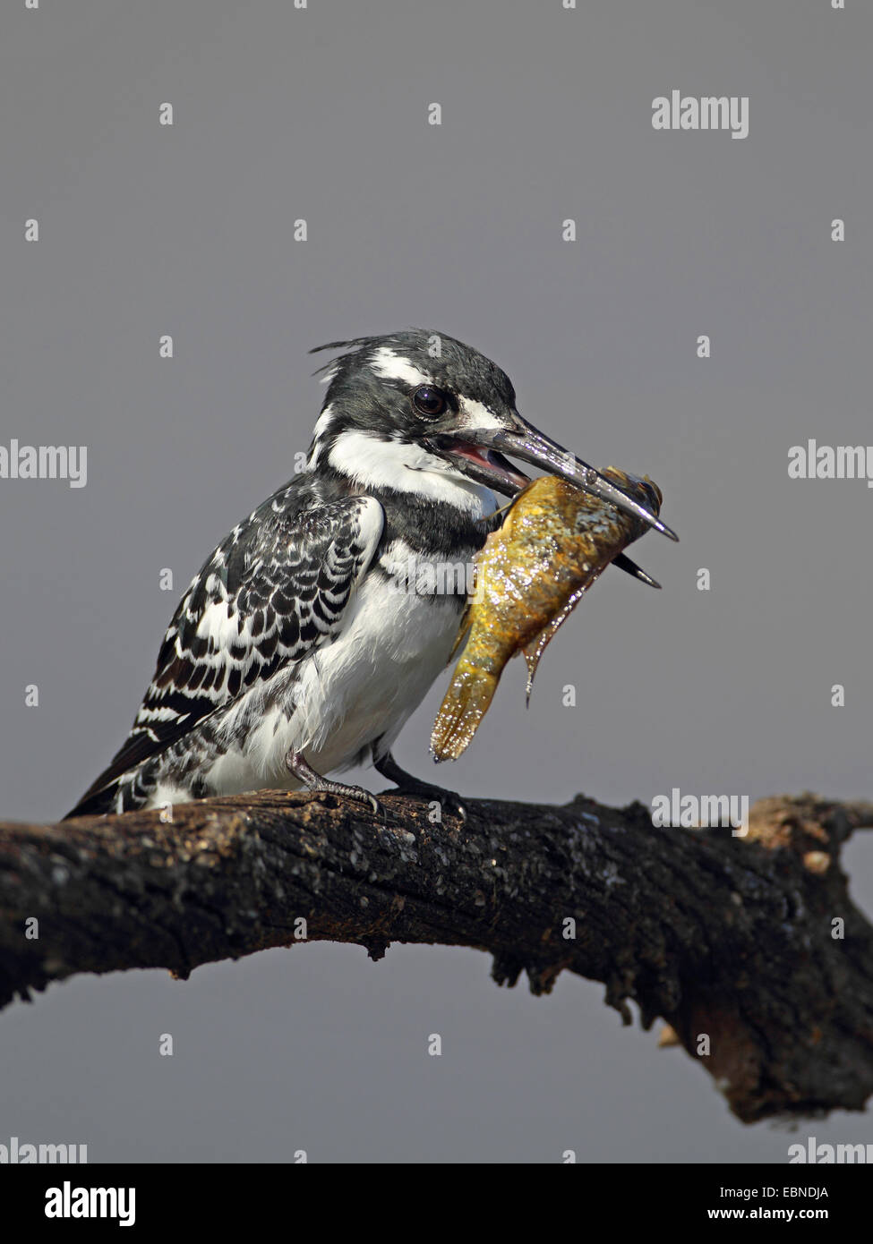 lesser pied kingfisher (Ceryle rudis), male sitting on a tree with a fish in the bill, South Africa, Pilanesberg National Park Stock Photo