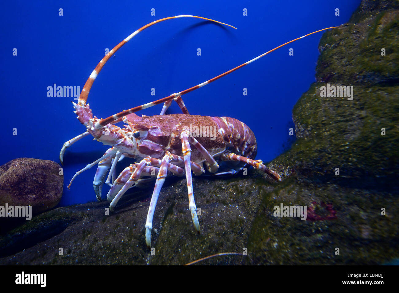 Southern Spiny Lobster (Palinurus gilchristi), on a rock in the sea, South Africa, Western Cape Stock Photo