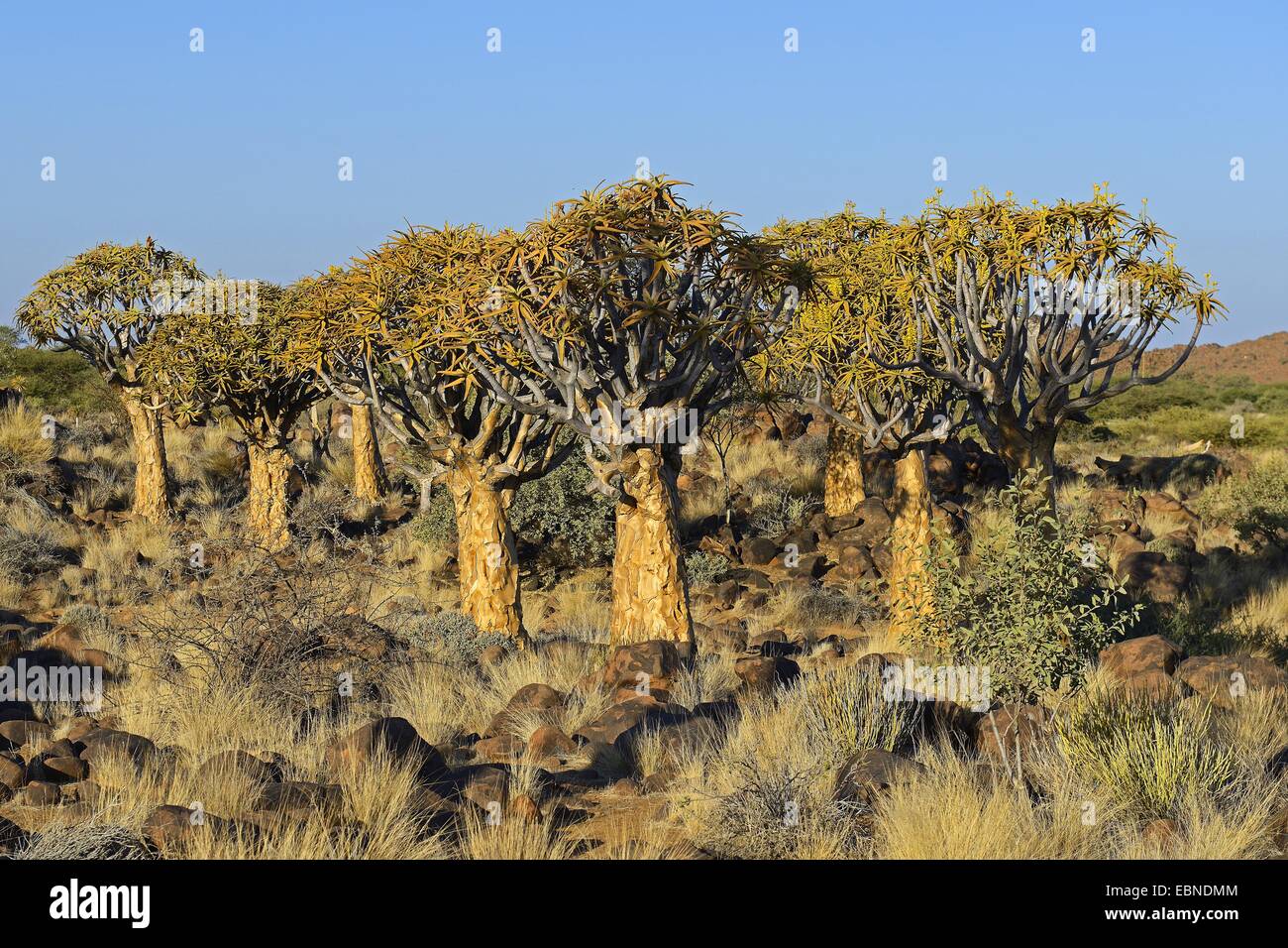 Kokerboom, Quivertree, Quiver Tree (Aloe dichotoma), in evening light, Namibia, Keetmanshoop Stock Photo