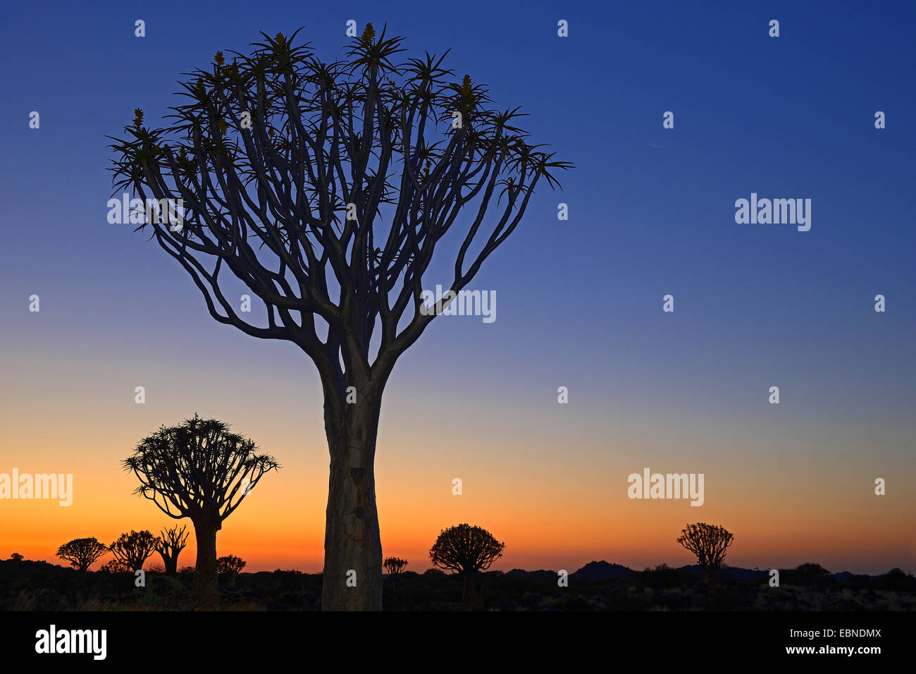 Kokerboom, Quivertree, Quiver Tree (Aloe dichotoma), at sunset, Namibia, Keetmanshoop Stock Photo