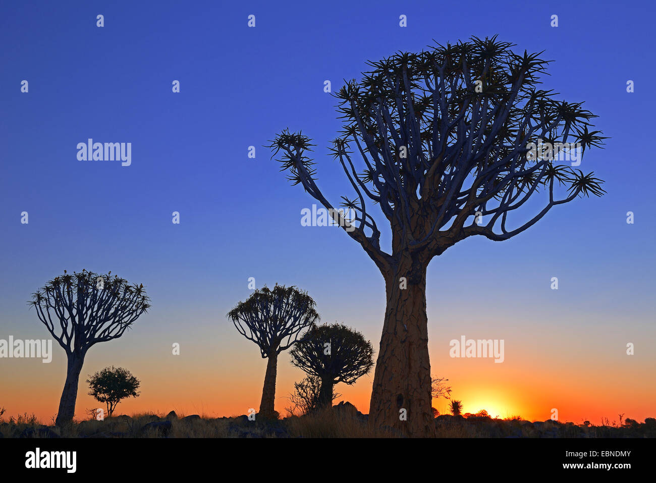 Kokerboom, Quivertree, Quiver Tree (Aloe dichotoma), at sunset, Namibia, Keetmanshoop Stock Photo