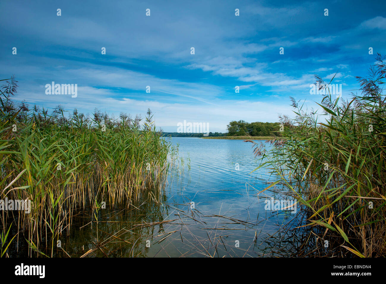 shore of the Lake Breiter Luzin with reed belt, Germany, Mecklenburg-Western Pomerania Stock Photo