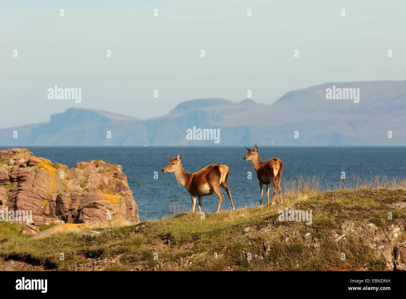 red deer (Cervus elaphus), Scottish red deer at the Isle of Rum, United Kingdom, Scotland, Isle of Rum, Kilmory Stock Photo