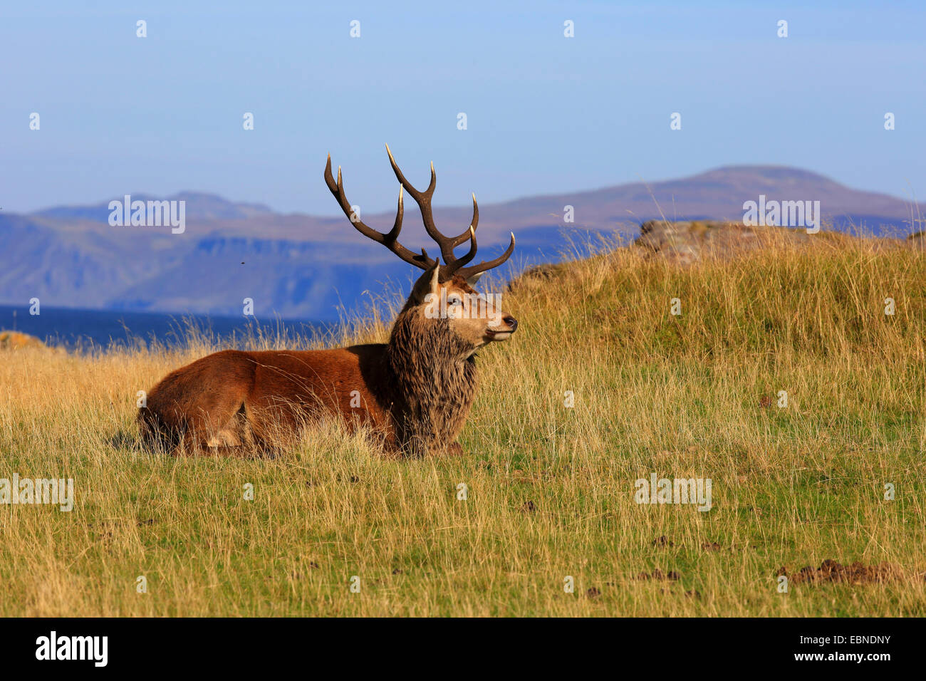 red deer (Cervus elaphus), stag lying in a meadow, United Kingdom, Scotland, Isle of Rum, Kilmory Stock Photo