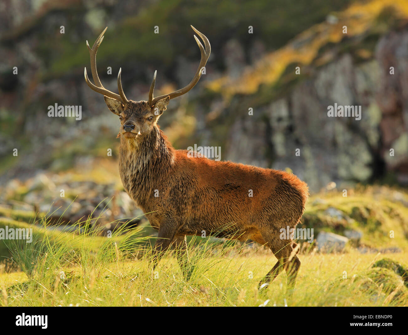 red deer (Cervus elaphus), Scottish stag in rutting time, United Kingdom, Scotland, Isle of Rum, Kilmory Stock Photo