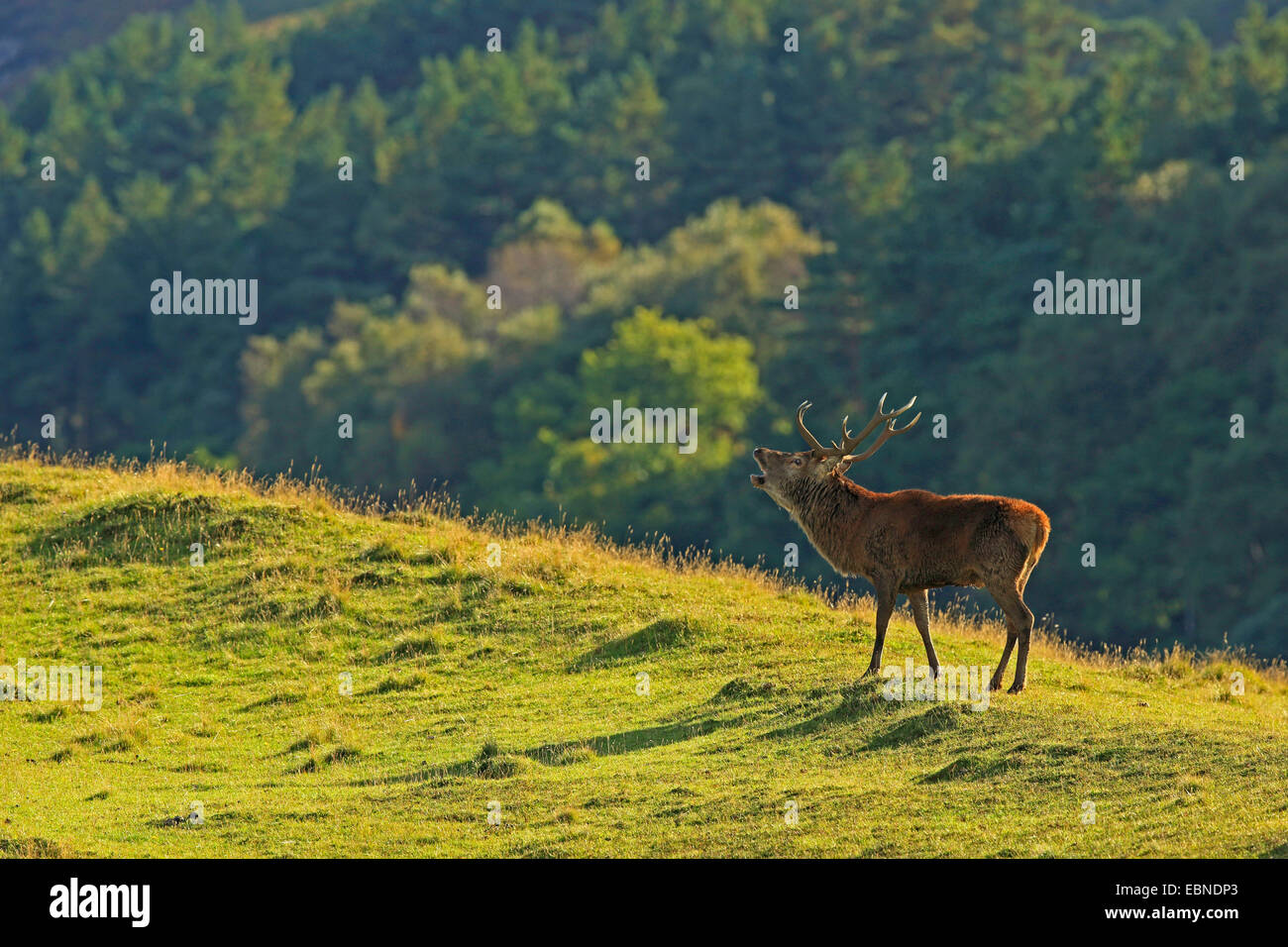 red deer (Cervus elaphus), roaring stag, United Kingdom, Scotland, Isle of Rum, Kilmory Stock Photo