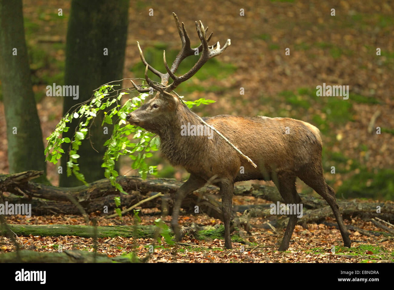 red deer (Cervus elaphus), stag with branch in its antlers, Germany, North Rhine-Westphalia, Sauerland Stock Photo