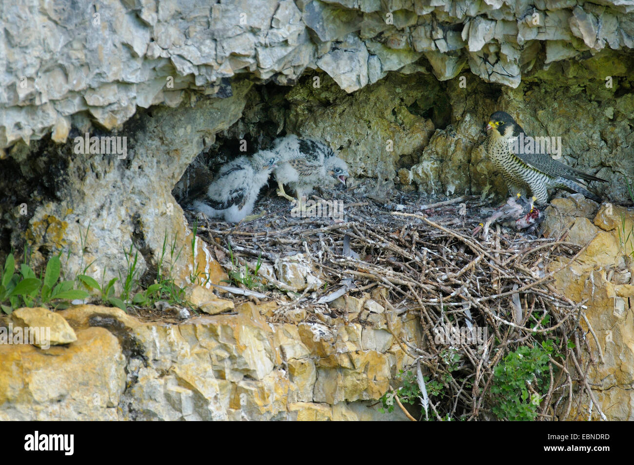 peregrine falcon (Falco peregrinus), female with prey at the nest with two fledgelings, old aerie of a raven, Germany, Baden-Wuerttemberg, Swabian Alb Stock Photo