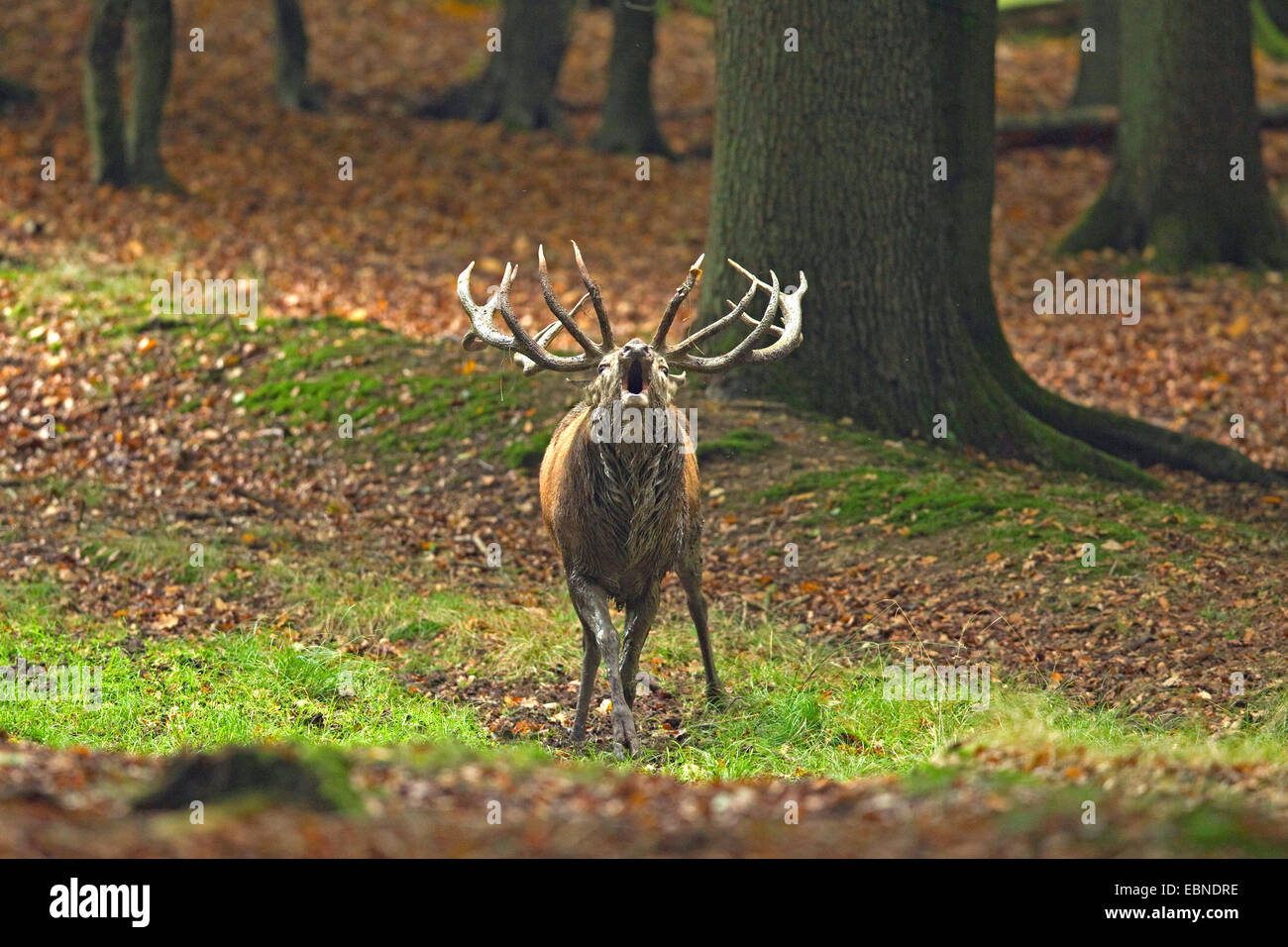 red deer (Cervus elaphus), roaring stag, Germany, North Rhine-Westphalia, Sauerland Stock Photo